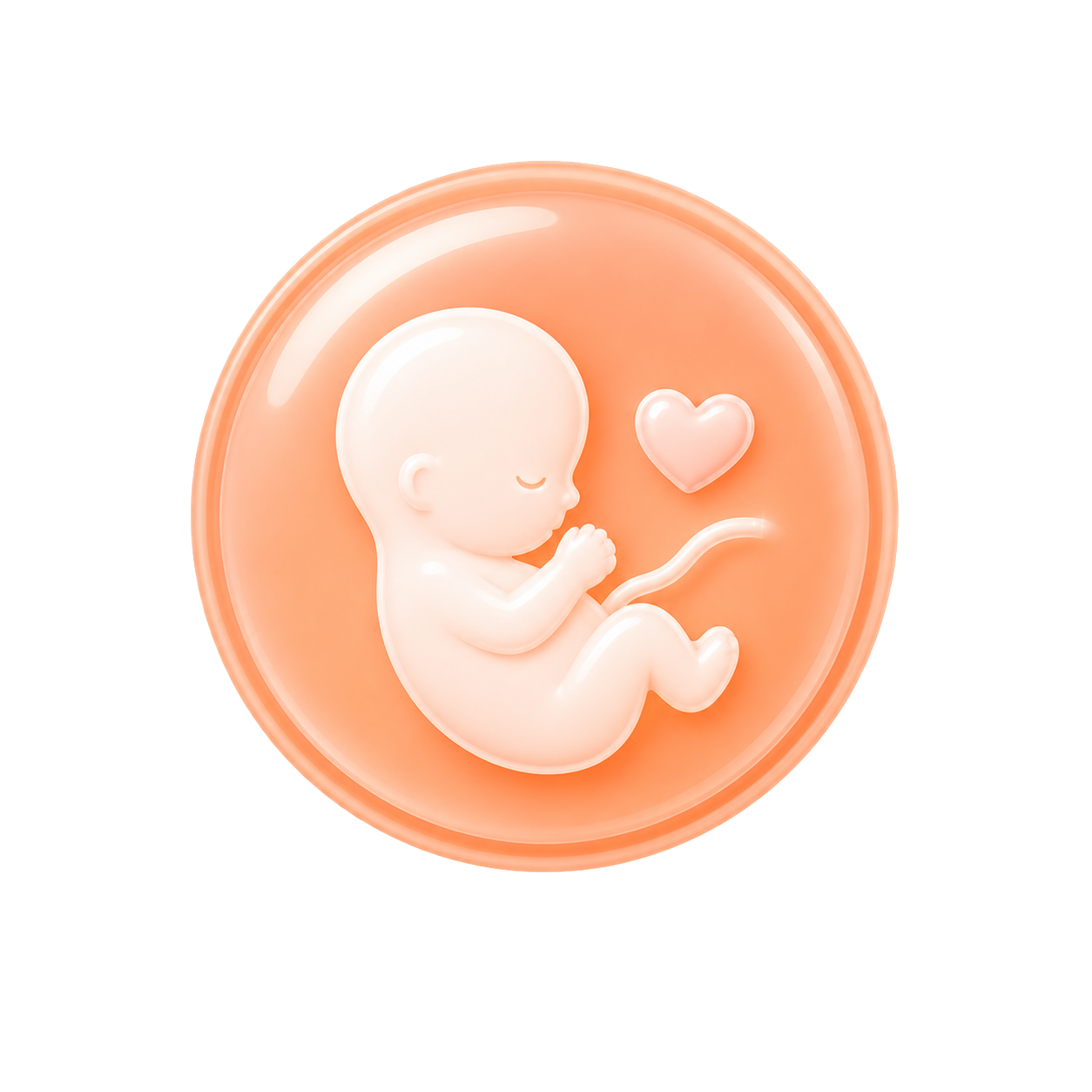 2. Trimester
